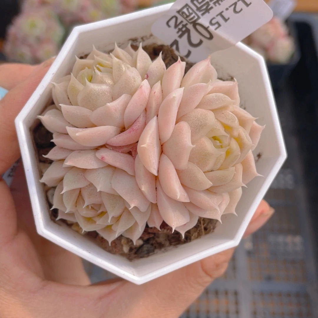 【闪购商品】000022