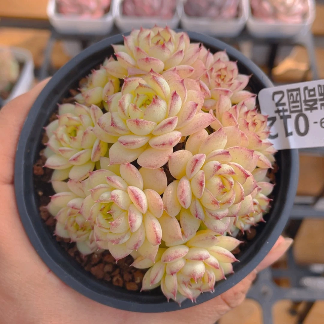 【闪购商品】0000012