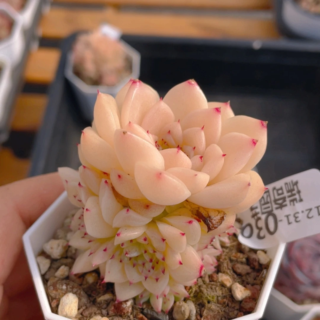 【闪购商品】0000030