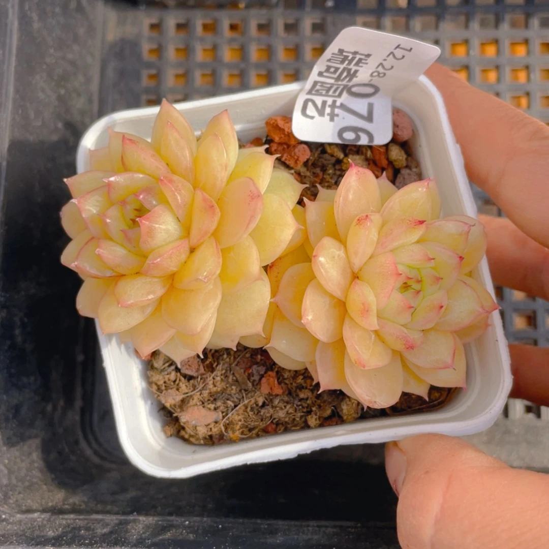 【闪购商品】000076