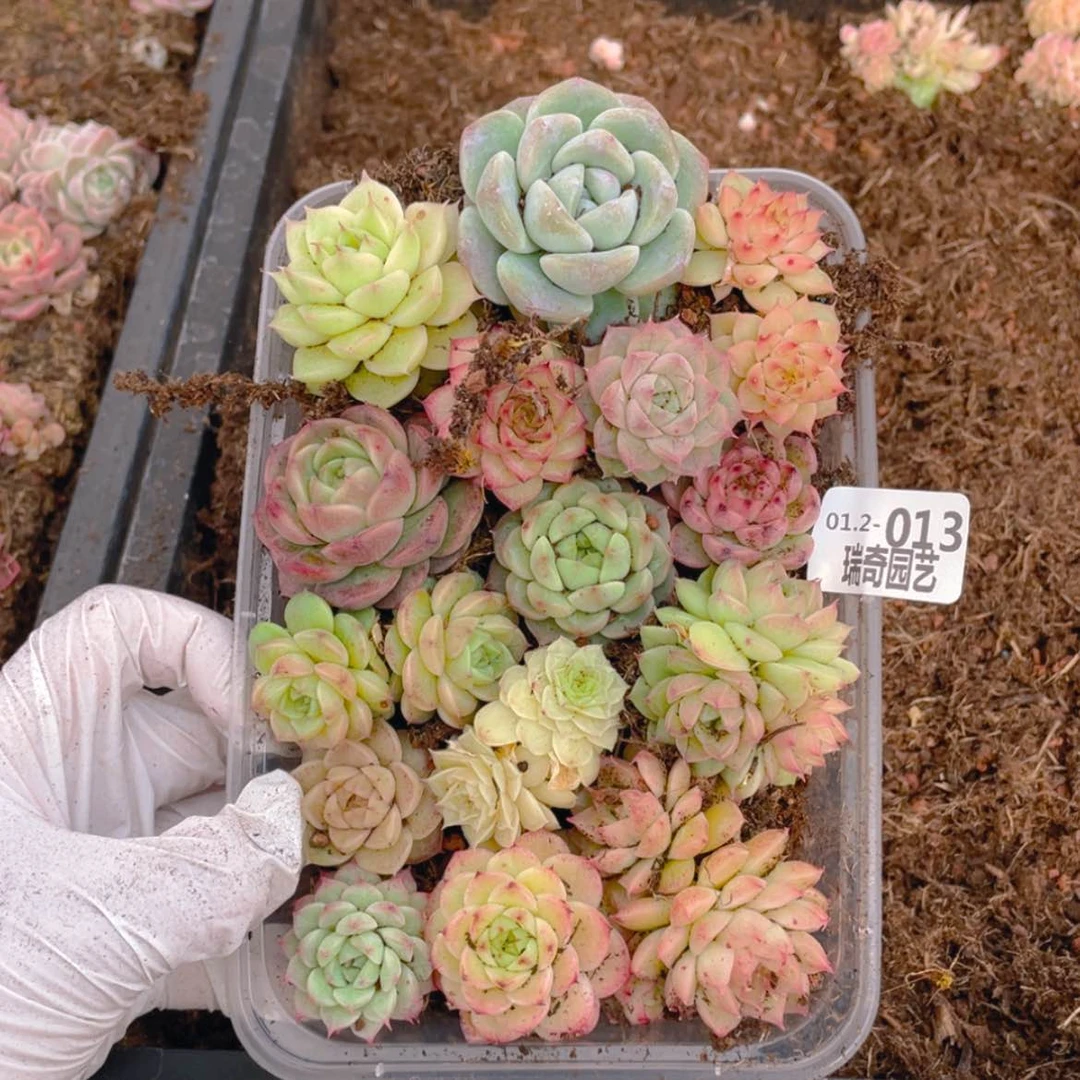 【闪购商品】000013