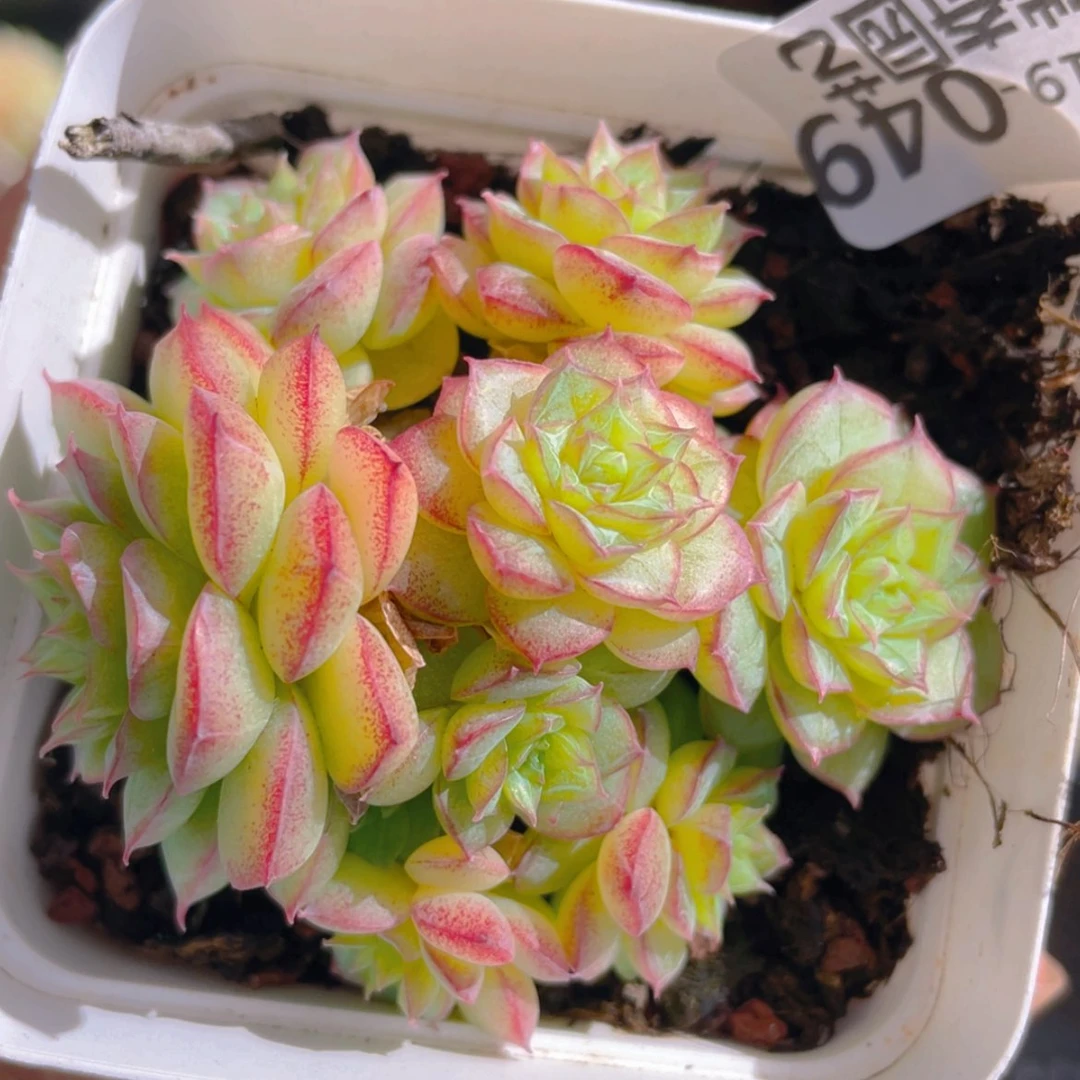 【闪购商品】000049