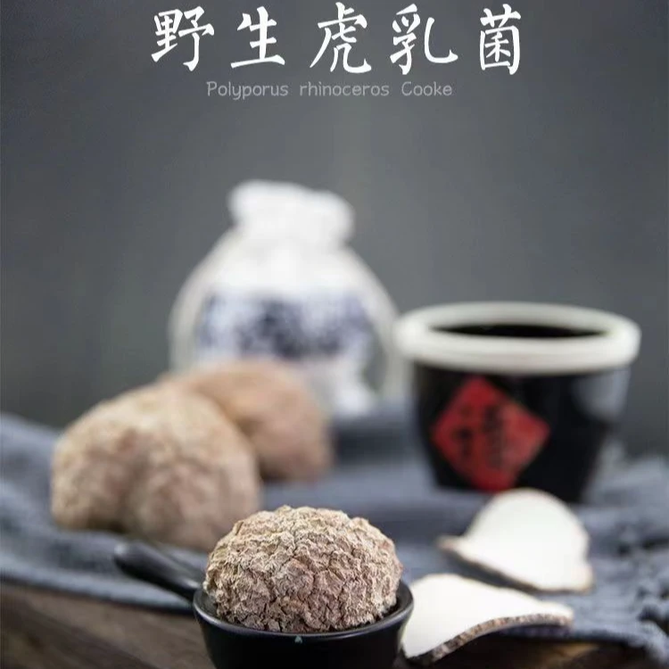 原切大片老虎奶菌虎乳菌 源头产地直采品质保证