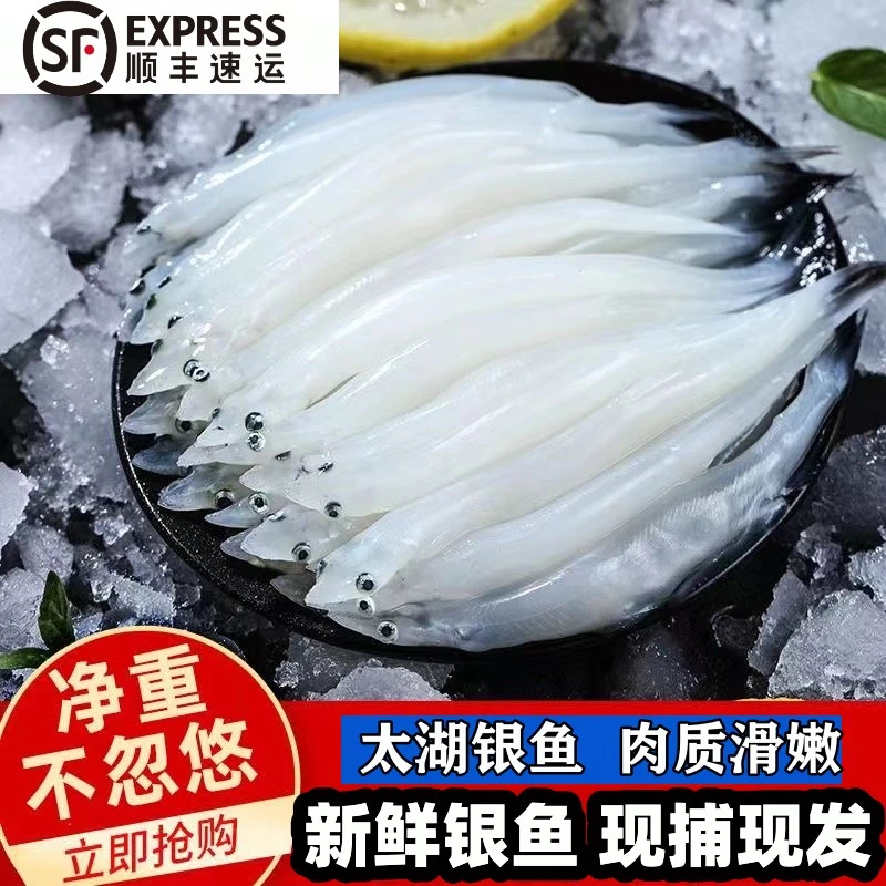 江苏太湖流域银鱼太湖银鱼直播卖货小银鱼巢湖鲜活苏州淡水银鱼