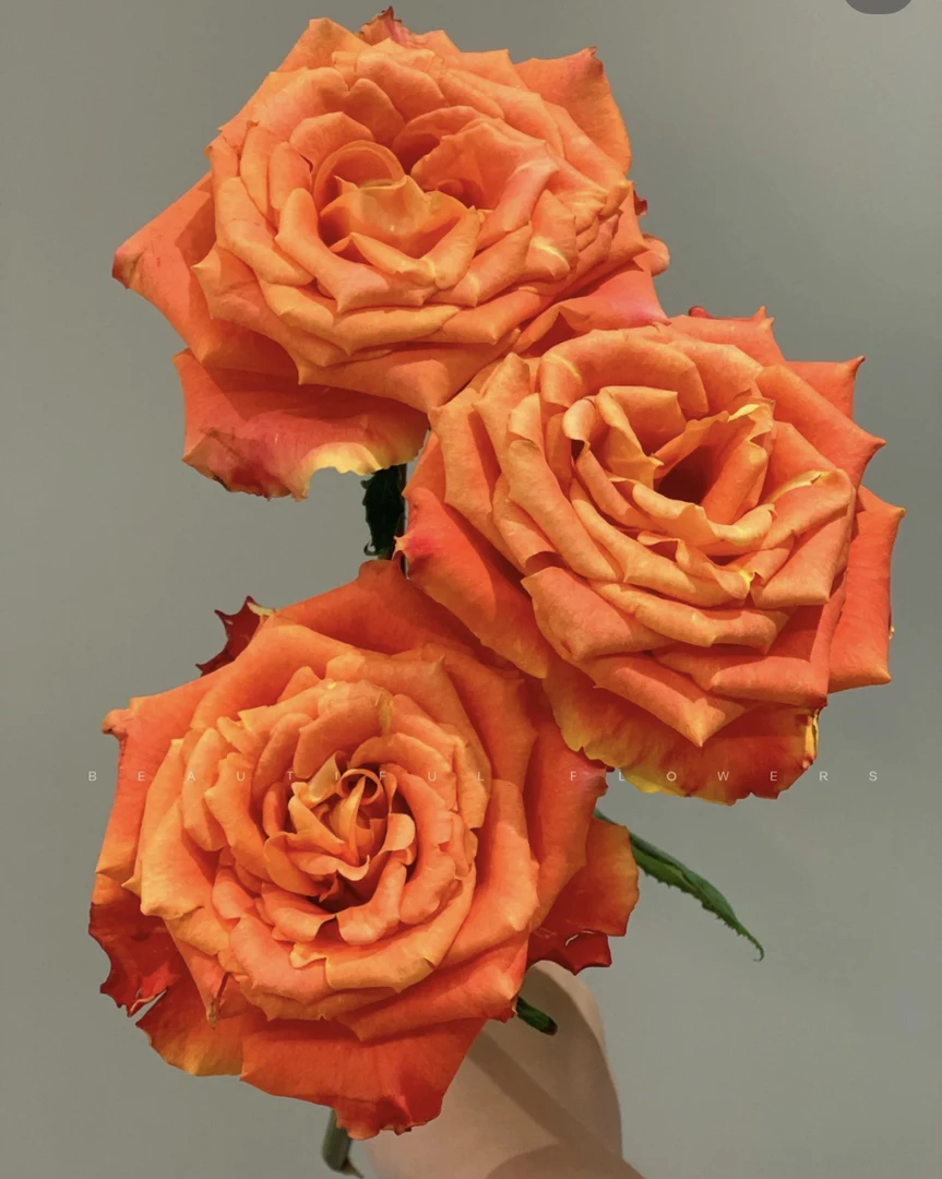 欢乐颂玫瑰 浪漫鲜切花  产地直发 低温地区未拍保温棉冻坏不售后