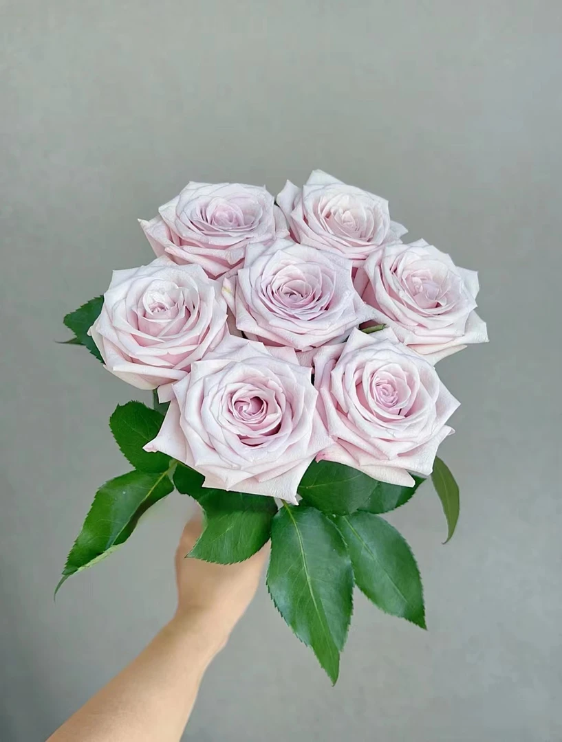 哈雅玫瑰 浪漫鲜花  昆明产地直发 低温地区未拍保温棉冻坏不售后