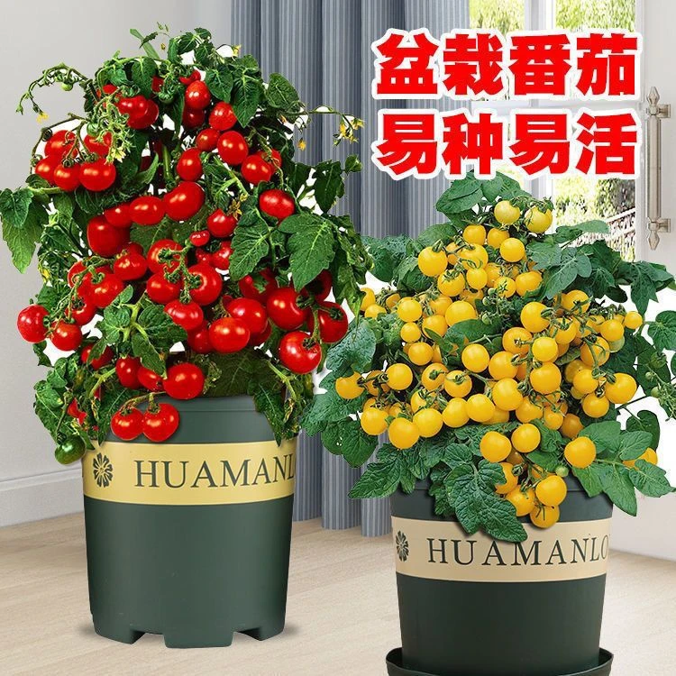 矮生小番茄种子小柿子种籽苗盆栽番茄阳台盆栽蔬菜水果四季播种