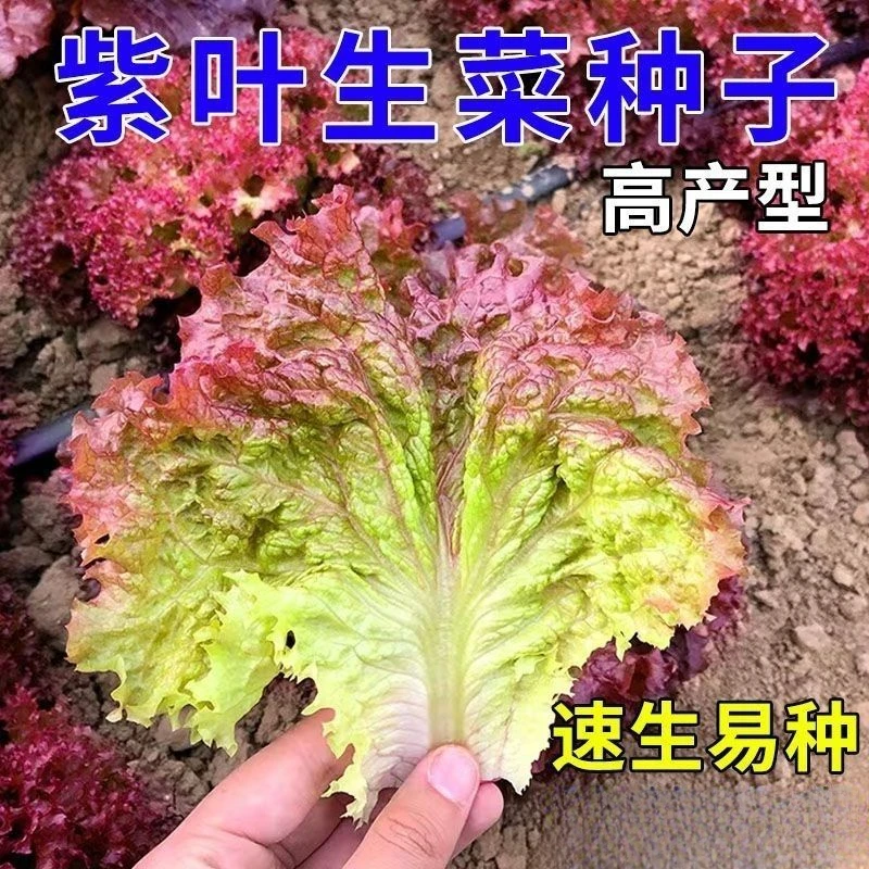 紫叶生菜种子沙拉菜种子种植耐寒耐高温热庭院四季种蔬菜子