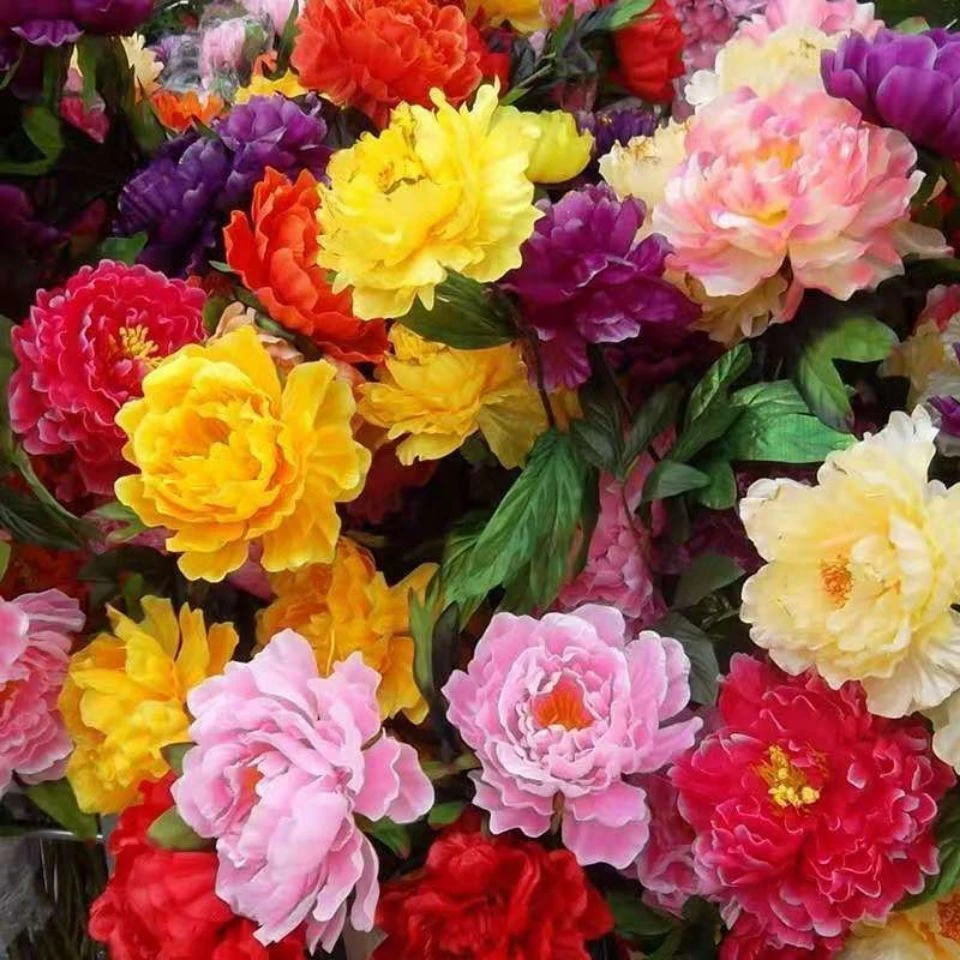 多款牡丹花种子洛阳牡丹花花色齐种活阳台室内庭院赏花