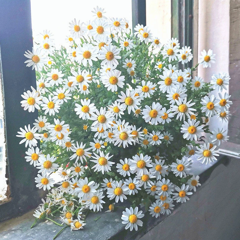 洋甘菊花小雏菊种子爆盆四季开花活花卉种子菊花种子庭院