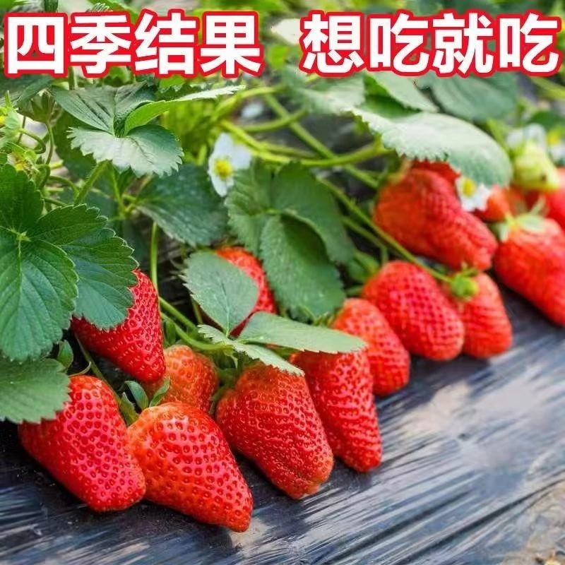 草莓种子种籽盆栽奶油草莓种子四季生长庭院盆栽阳台水果种子