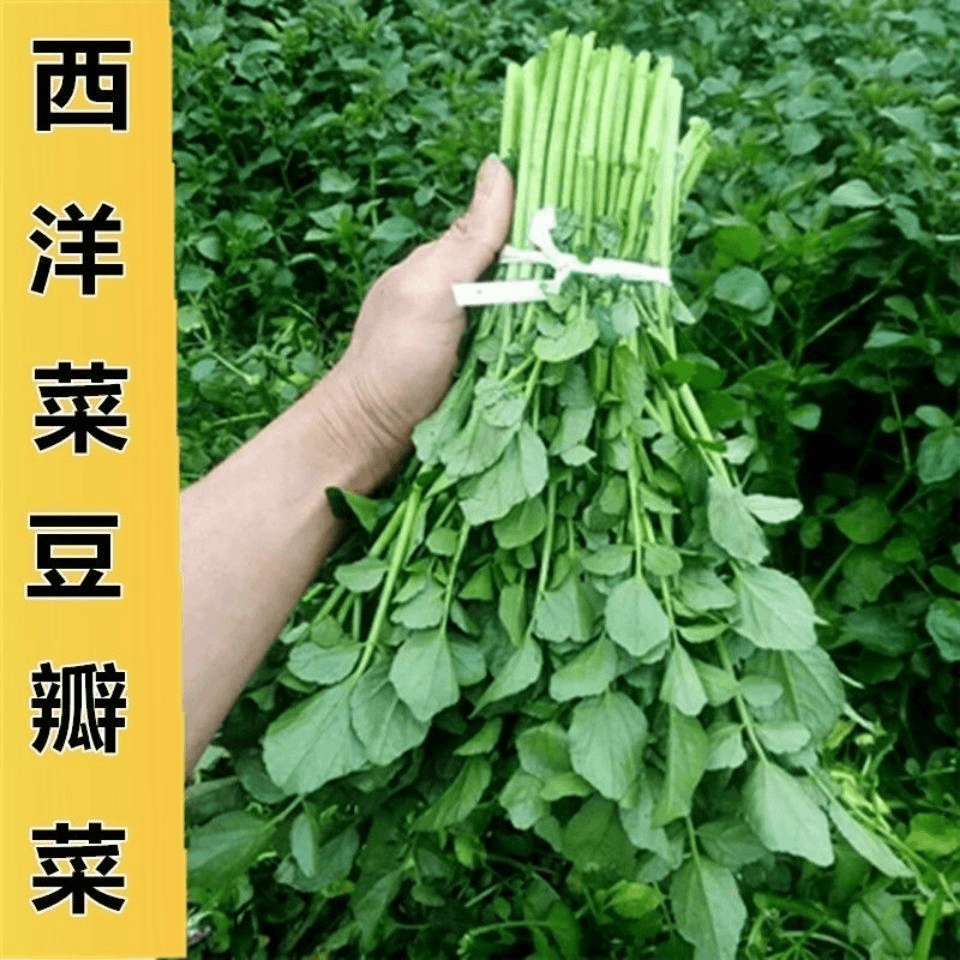 西洋菜种子豆瓣菜蔬菜种籽水陆两生水芥菜儿童保健蔬菜甜脆爽庭院