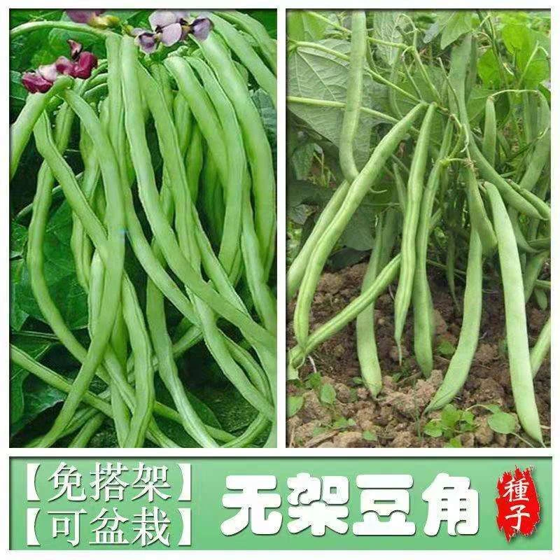 豆角种子无架早熟地豆种子四季豆种子矮生不用搭架可盆栽蔬菜种子