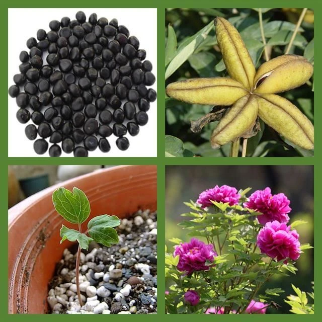 洛阳牡丹花种子室内盆栽花卉植物种子阳台庭院四季种植花籽易种