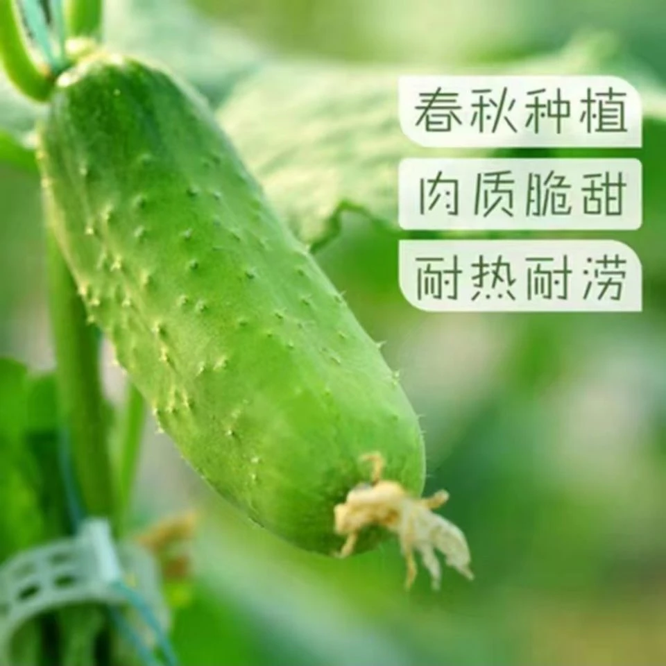 水果黄瓜种子秀丽旱黄瓜种子口感好品质好清香味浓菜种子