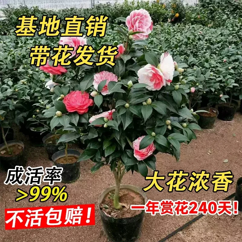 【五色赤丹】茶花带花苞发货