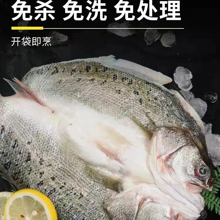 只发新疆海鲈鱼500/550克