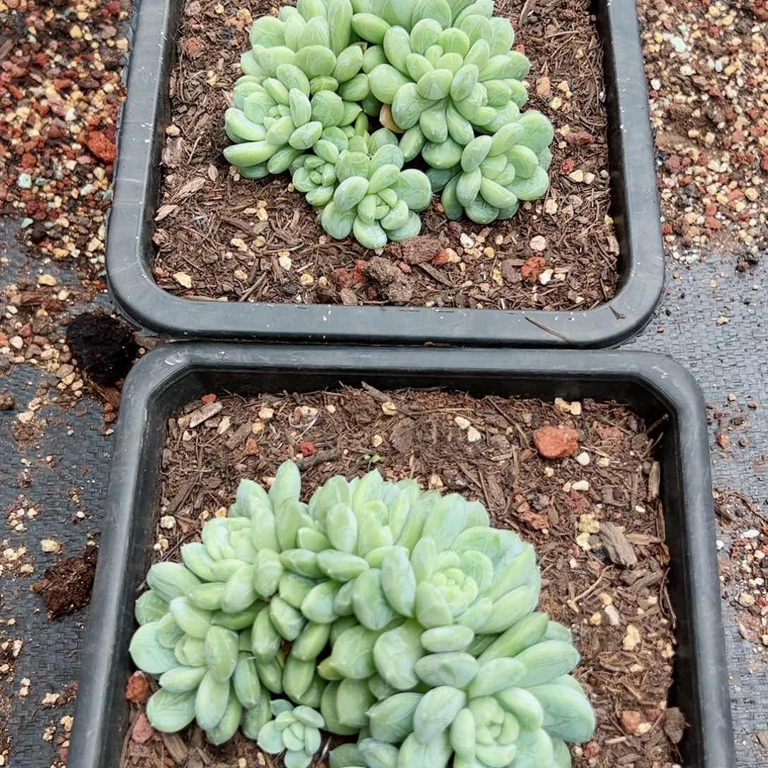 【闪购商品】翡翠群