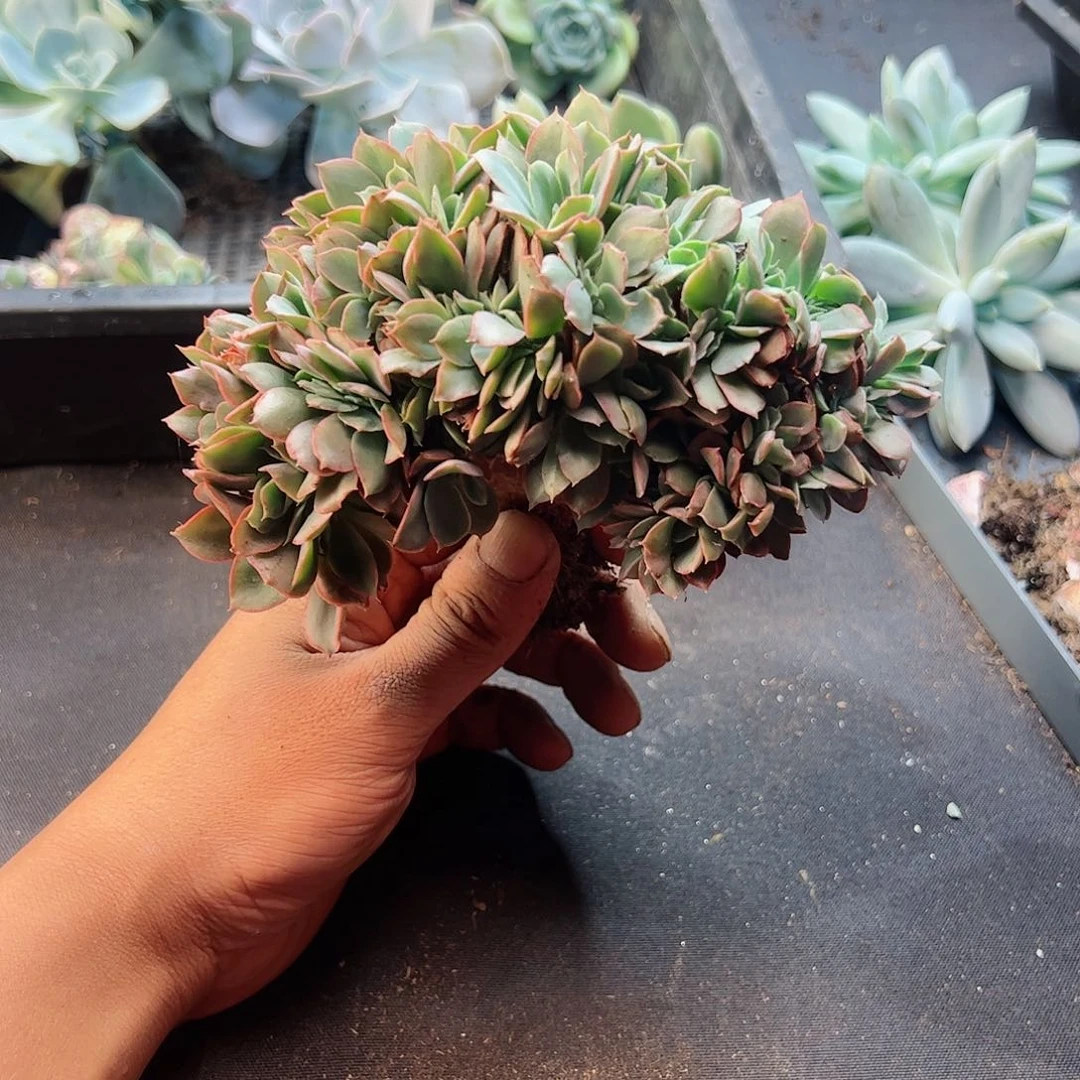 【闪购商品】厚叶玫瑰