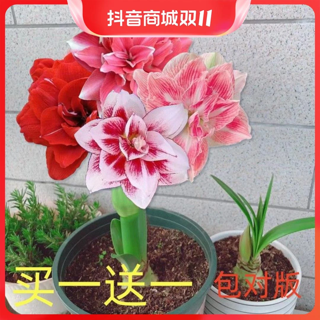【买一送一】现货荷兰朱顶红种球重瓣清香特色花卉盆栽大球好养活