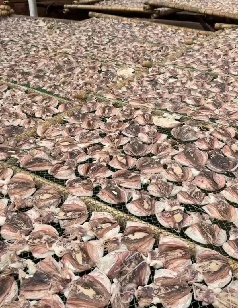 北海海墨渔500克包邮初级农产品