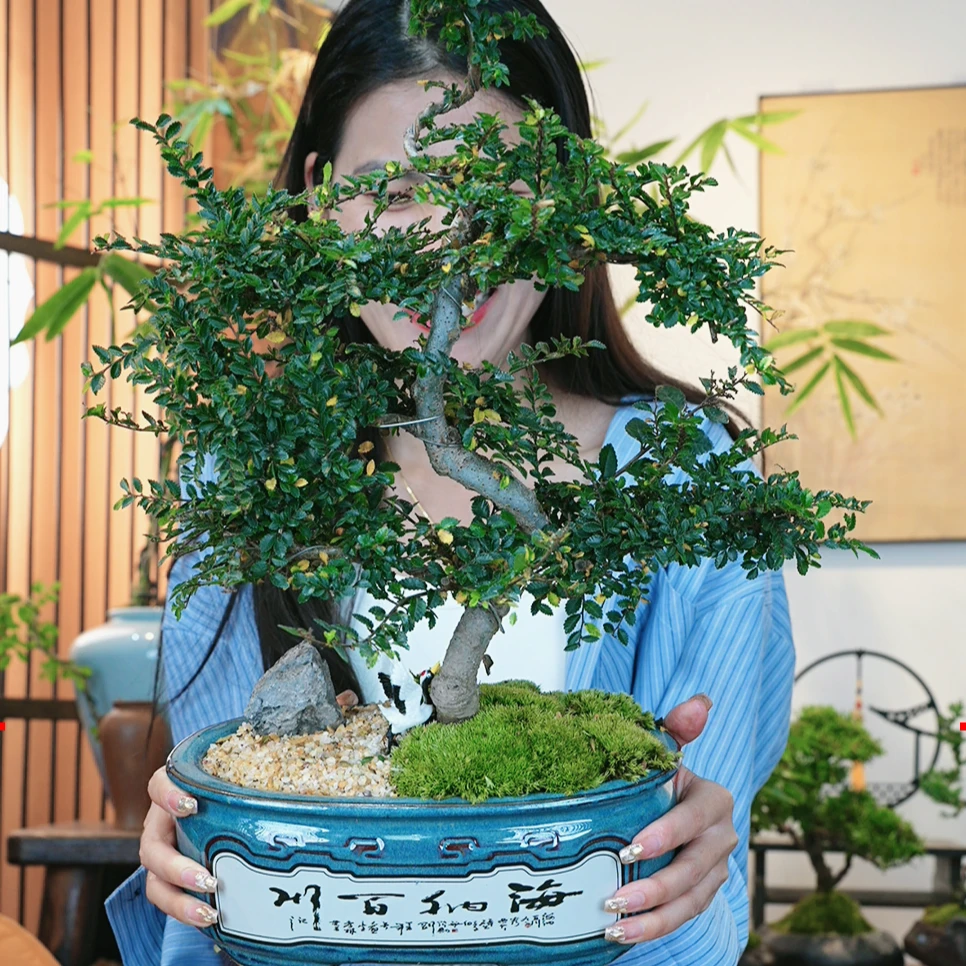 高档老桩造型榆树盆景室内室外客厅桌面盆栽花卉四季常青好养植物