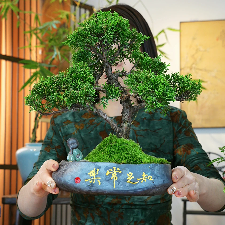 新中式-室内观赏台湾真柏盆景-耐阴植物美观新鲜绿色