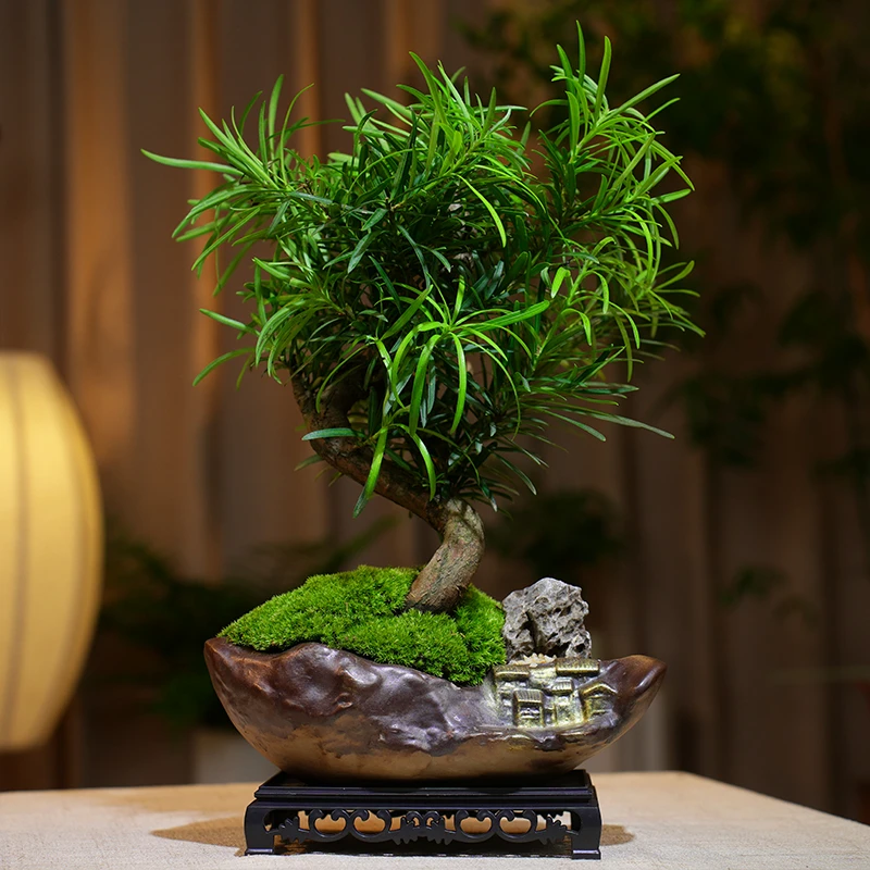老桩罗汉松大型盆景小叶雀舌造型树苗好养迎客松室内桌面盆栽绿植