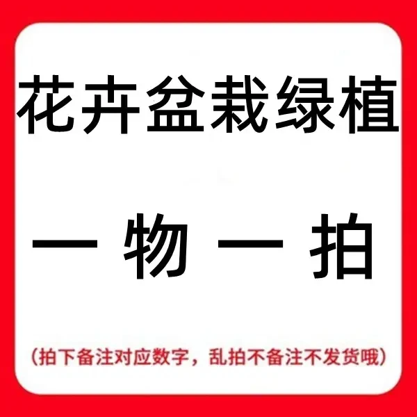 （一物一拍）虹鳞蕨、苔藓球、好养易活、室内绿植