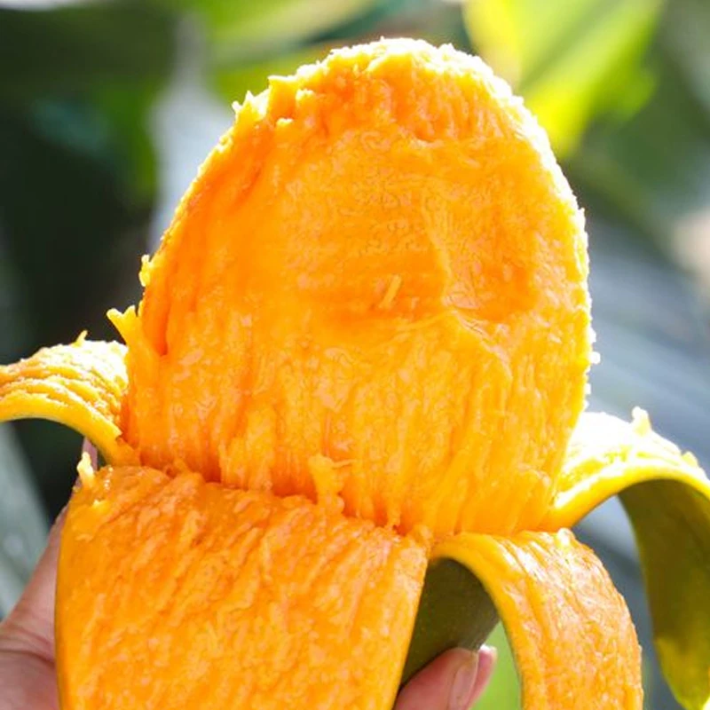 XN【坏果包赔】攀枝花凯特芒果香甜多汁青皮大芒果8.5斤