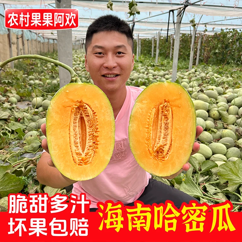 阿欢【海南直发】海南沙地哈密瓜新鲜水果西州小蜜25号8斤