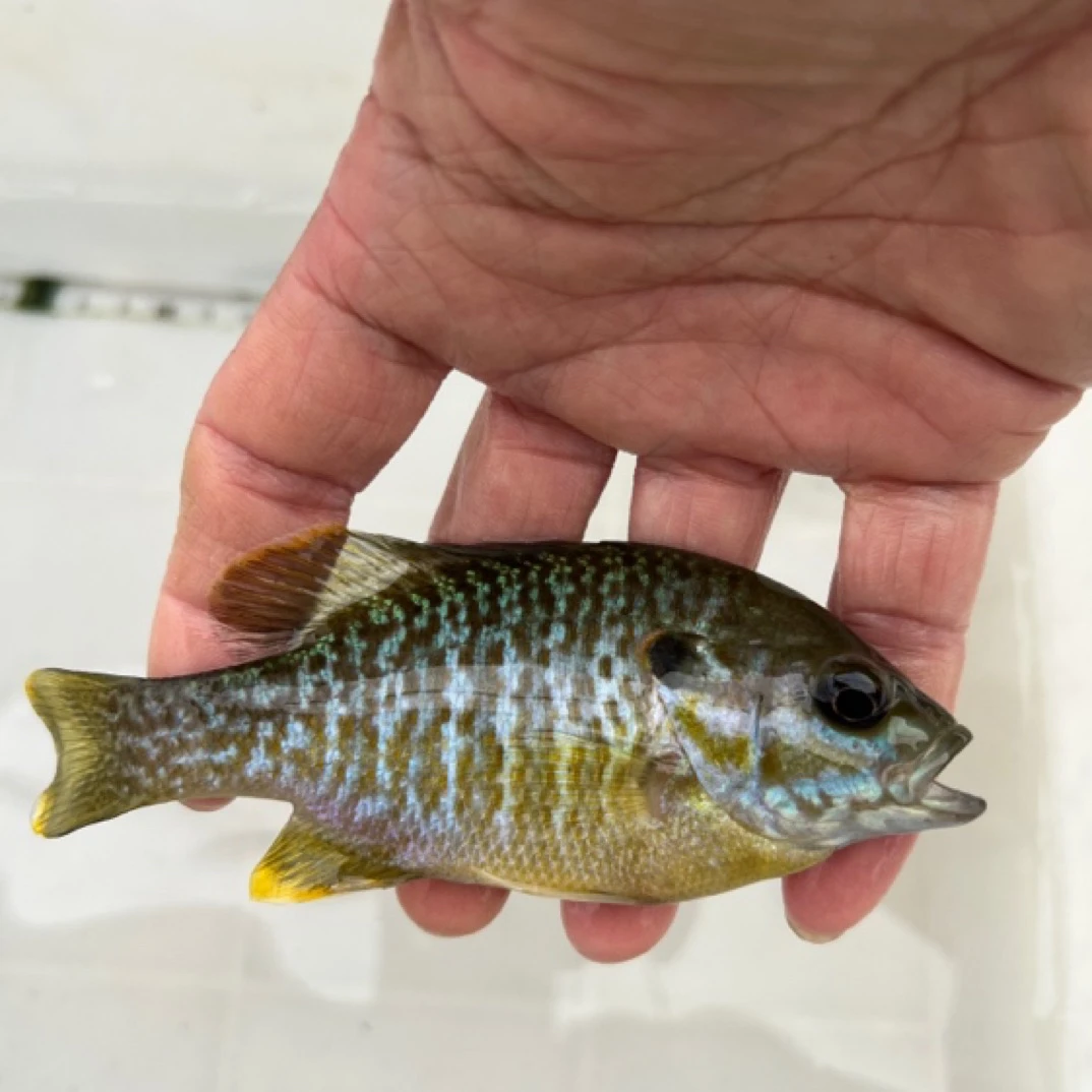 太阳鱼原生观赏鱼小鱼广温好养耐活凶猛鱼