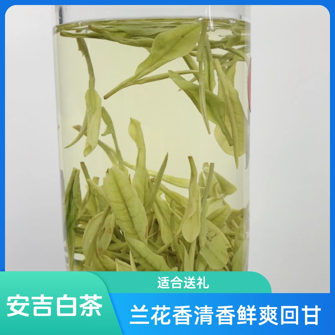 2025茶叶安吉白茶雨前茶3号一叶一芽兰花香清香鲜爽回甘三汤茶春