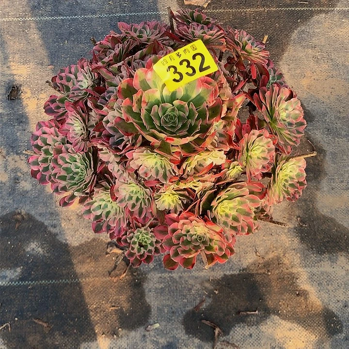 蓝*多肉0000332000