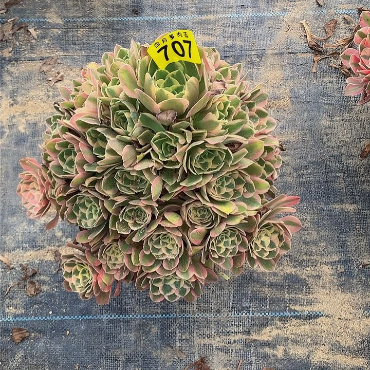 可*?多肉0000707000