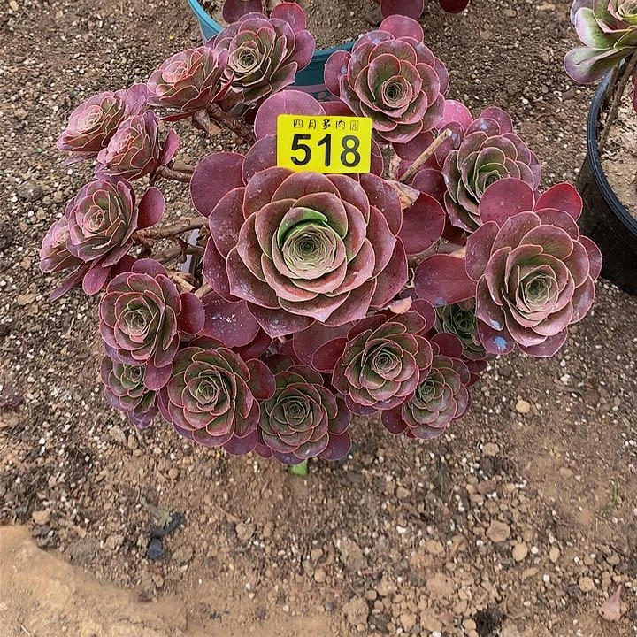 幸*多肉0000000518000