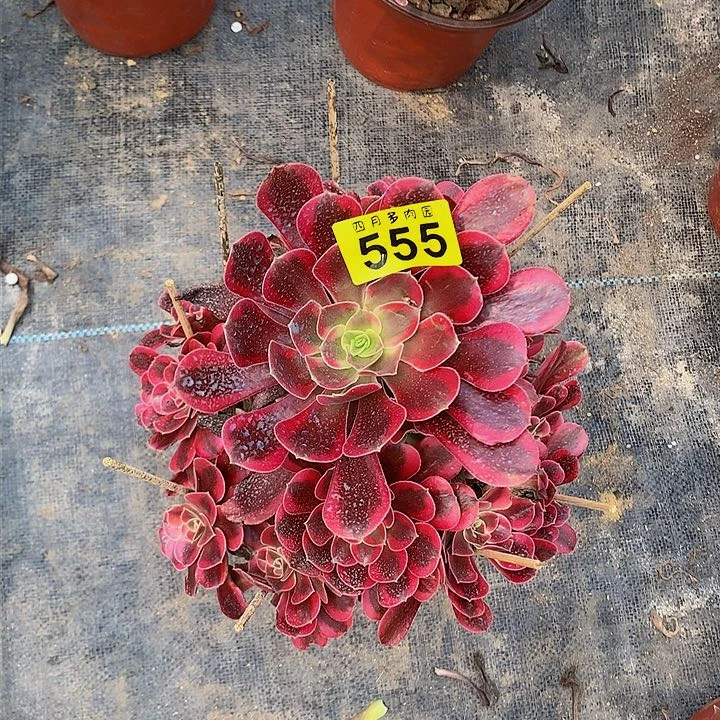 珍*?多肉000555500