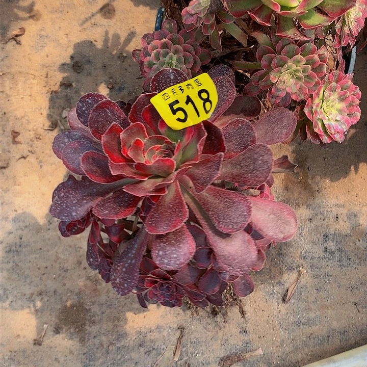 平**生多肉51800