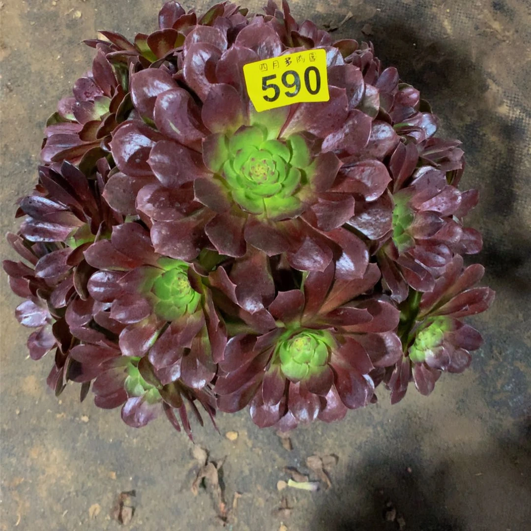 安*?多肉000059000