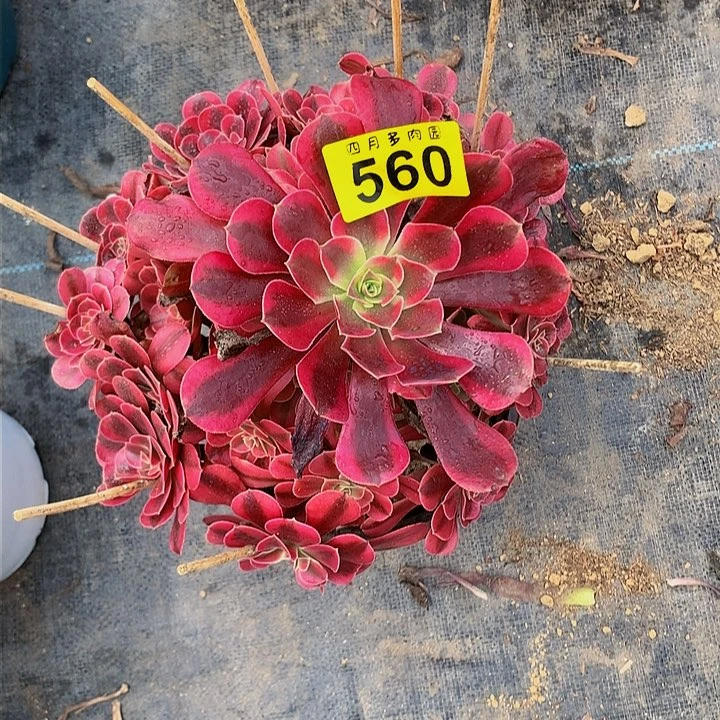 2****6多肉00056000