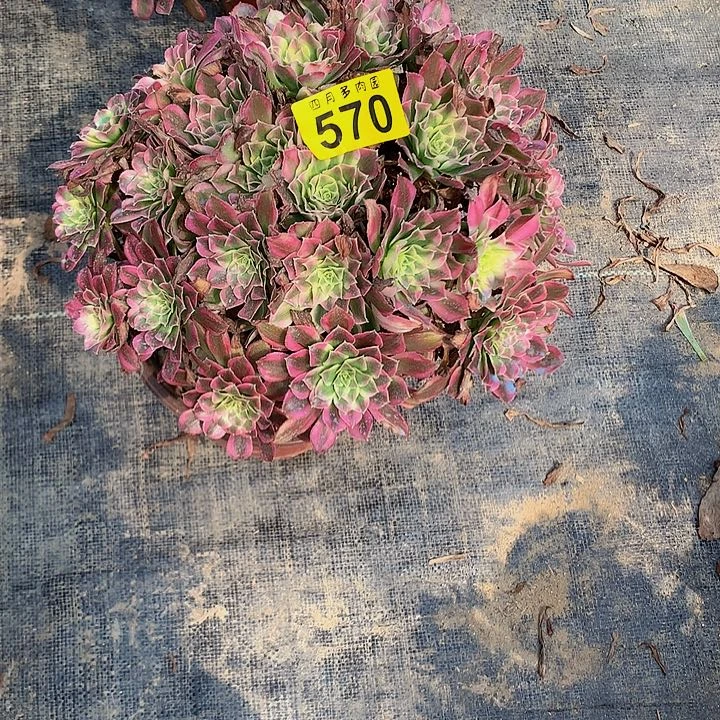 ?**?多肉0000570000