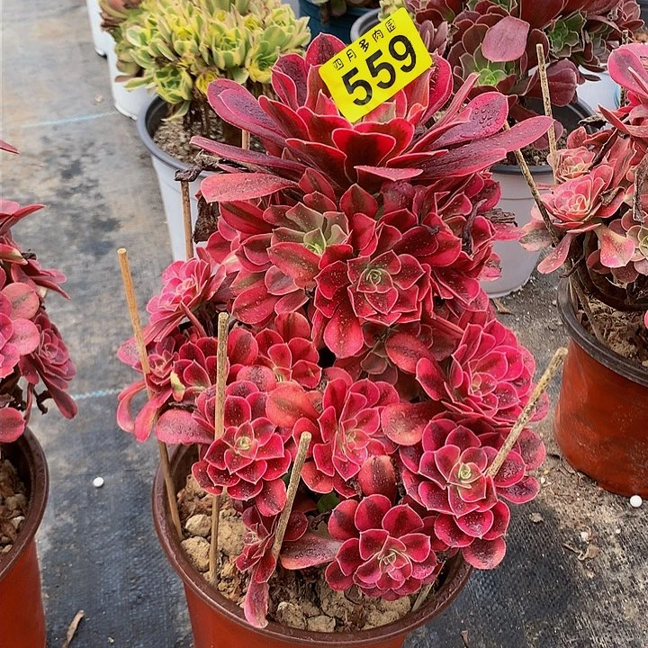 徐*妹多肉000055900