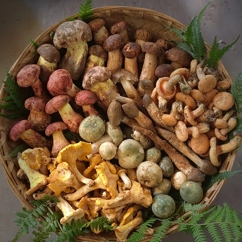 云南自然深山新鲜野山菌食用高端蘑菇套餐野生菌私人定制组合