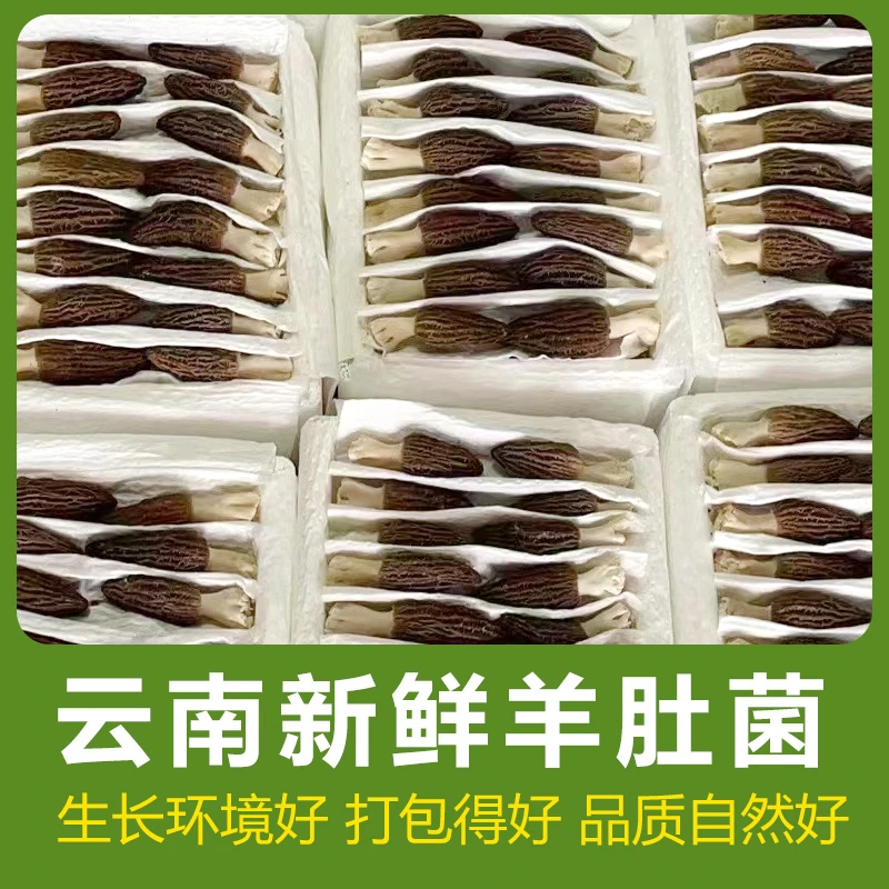 2025年云南新鲜羊肚菌头茬精品羊肚菌菇煲汤菌汤包现摘现发500g