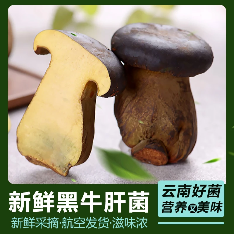 精品牛肝菌新鲜黑牛肝菌美味鲜牛干仿野生云南特产菌菇蘑菇见手菇