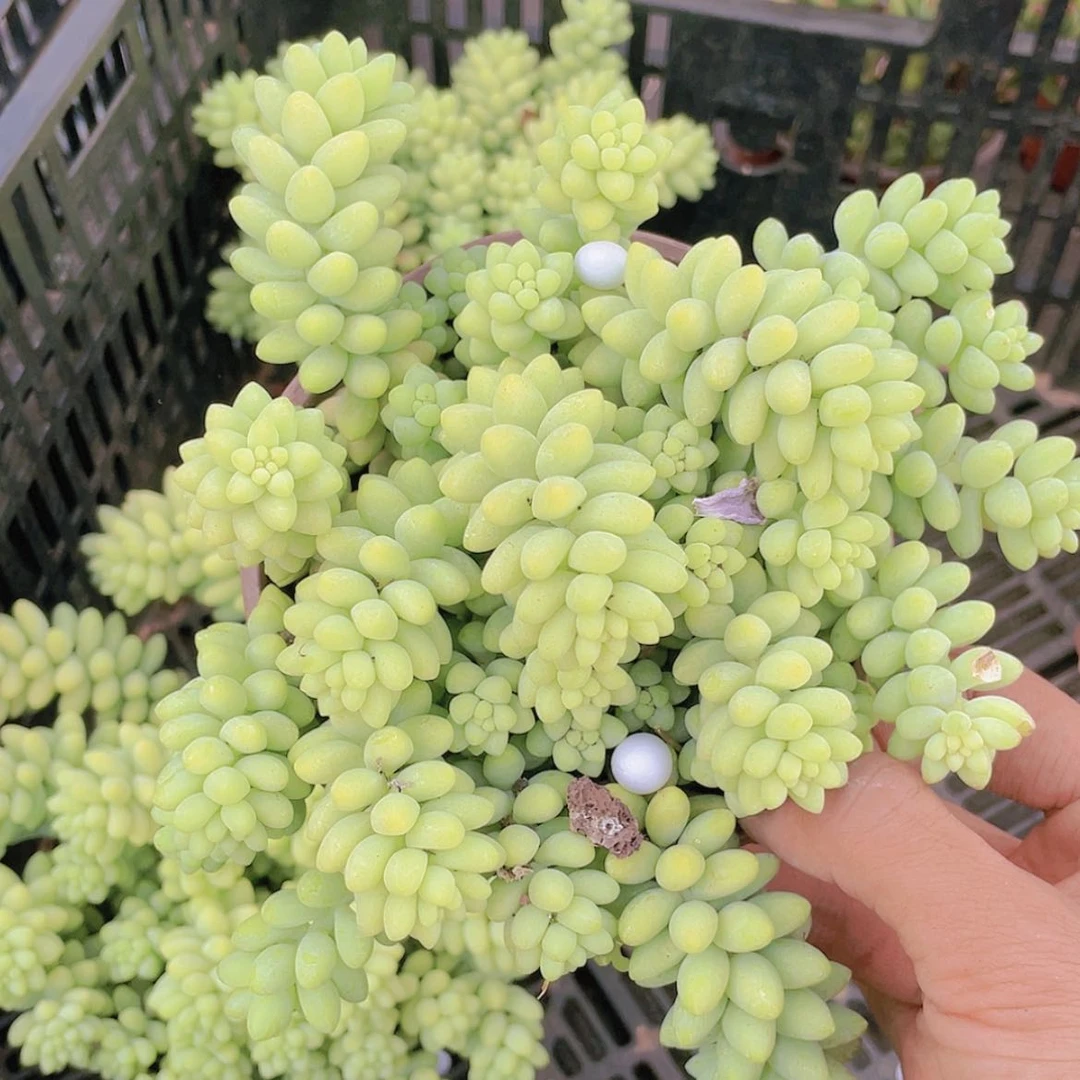 【闪购商品】玉坠。