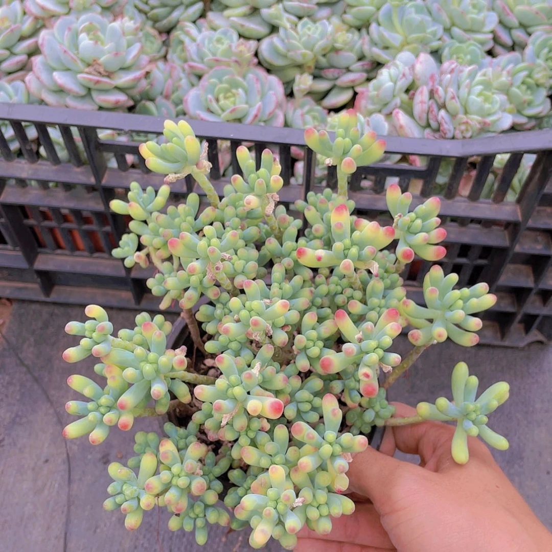 【闪购商品】果冻。