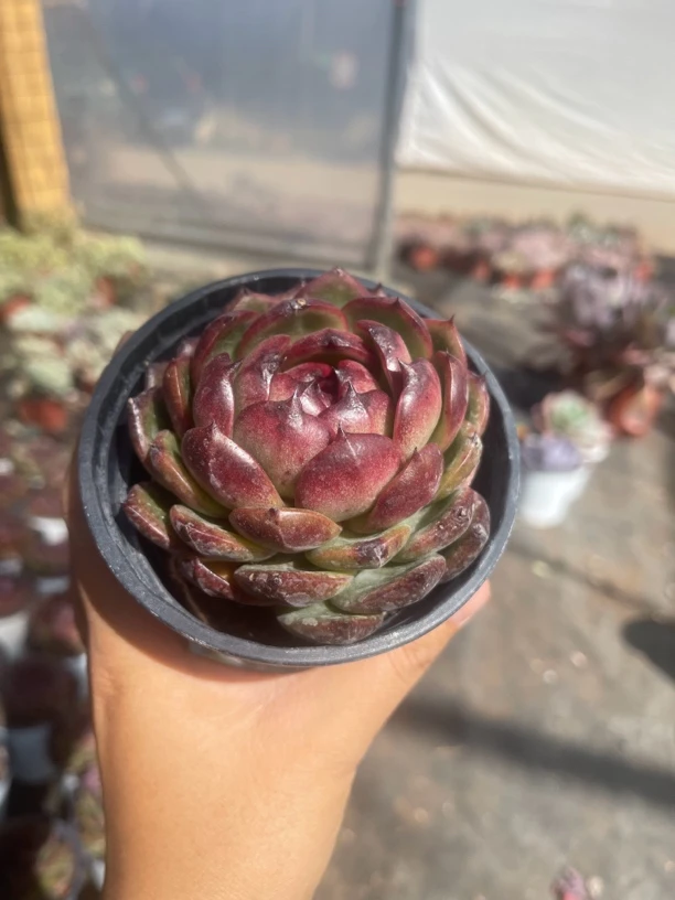 黑水晶玫瑰 云想多肉满9.9包邮