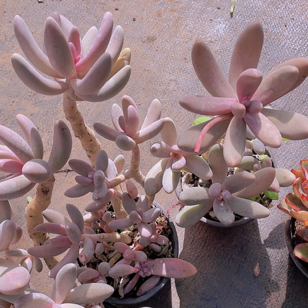【闪购商品】红手指