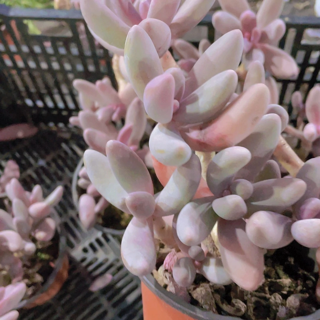 【闪购商品】红手指